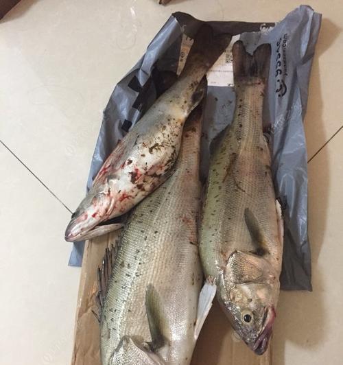 淡水鲈鱼垂钓技巧有哪些？如何提高钓获率？  第2张