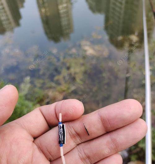钓鱼不带饵调漂的技巧有哪些？如何提高钓鱼成功率？  第2张