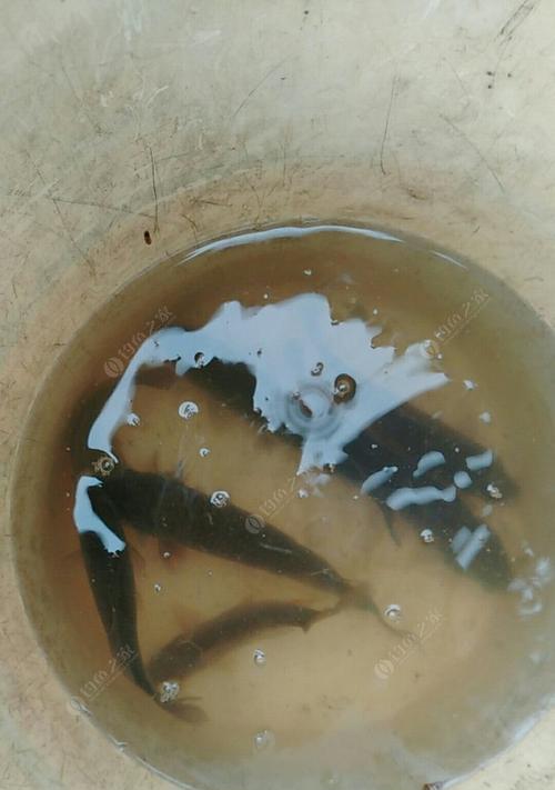 钓鱼不放口技巧是什么？如何掌握提高钓鱼成功率？  第3张