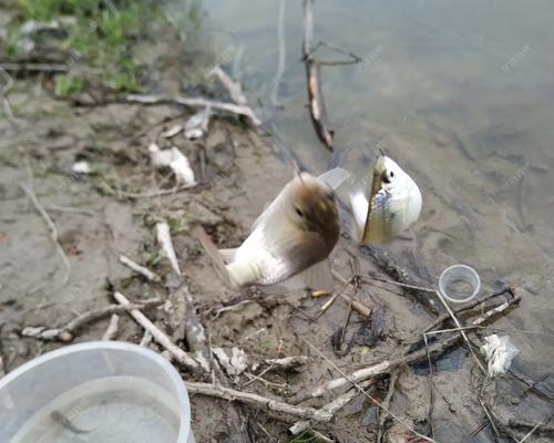 钓鱼不换水的技巧是什么？如何保持水质稳定提高钓鱼效果？  第1张