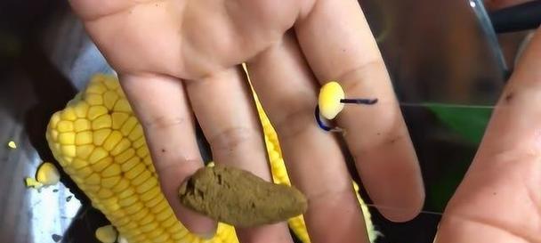 钓鱼不进窝怎么办？掌握这些小技巧轻松应对！  第3张