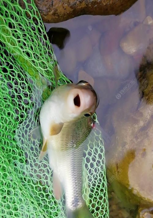 如何快速掌握钓鱼出师技巧？常见问题有哪些解答？  第1张