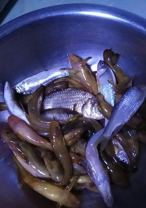钓鱼穿蚯蚓技巧是什么？如何正确使用蚯蚓作为鱼饵？  第1张