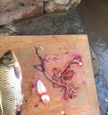 钓鱼穿蚯蚓技巧是什么？如何正确使用蚯蚓作为鱼饵？  第3张