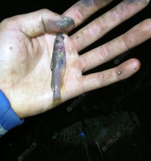 钓鱼穿蚯蚓有技巧吗？如何正确使用蚯蚓提高钓鱼效率？  第2张