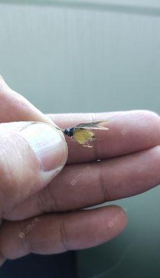 钓鱼达人剖析用钩的技巧详解？如何选择合适的鱼钩？  第3张