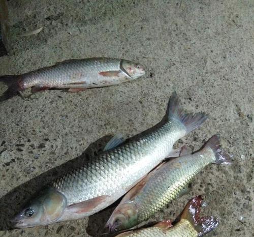 如何正确打虚窝钓鱼？掌握这4个技巧提高成功率？  第1张