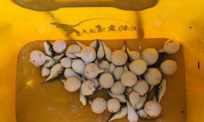如何掌握钓鱼大气球技巧？常见问题有哪些？  第3张