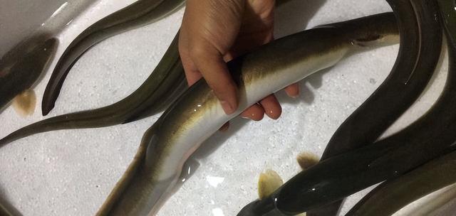 如何高效钓海鳗鱼？掌握这些技巧方法了吗？  第2张