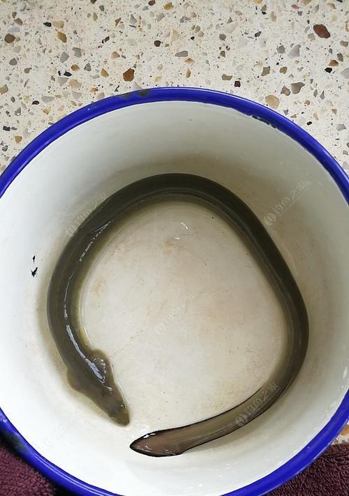 如何高效钓海鳗鱼？掌握这些技巧方法了吗？  第3张