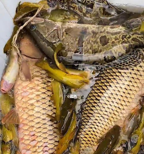 如何提高钓鲤鱼草鱼的成功率？有哪些必备技巧？  第3张