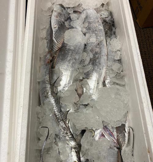 如何提高钓鱼带鱼的成功率？带鱼钓鱼技巧有哪些常见问题？  第3张