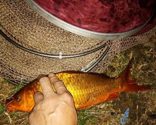 如何掌握钓鱼倒竿技巧？简单步骤是什么？  第1张