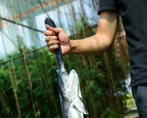 钓鱼的10个冷门技巧是什么？如何提高钓鱼成功率？  第1张