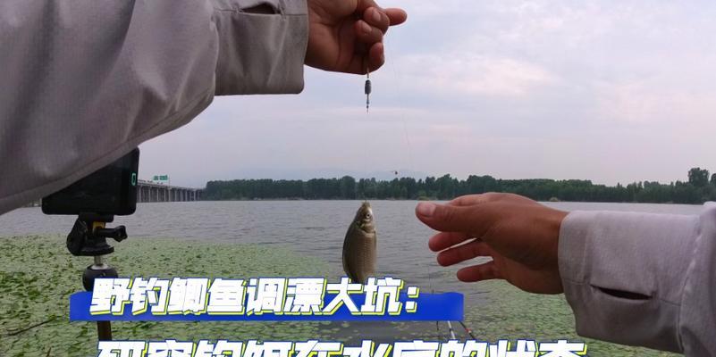 无钩调漂法如何应用于野钓鲫鱼？有哪些技巧和常见问题解答？  第3张