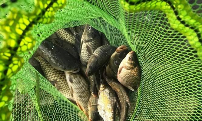 如何提高钓鱼技巧？有哪些支持钓鱼爱好者的资源？  第3张