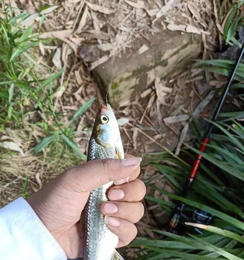 夏季如何钓翘嘴？掌握这两招钓鱼技巧很给力吗？  第3张