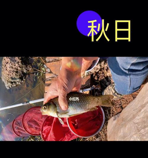 新手钓鱼技巧教学？如何快速掌握钓鱼基本功？  第1张