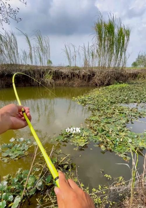 新手钓鱼技巧口诀有哪些？如何快速掌握钓鱼技巧？  第2张