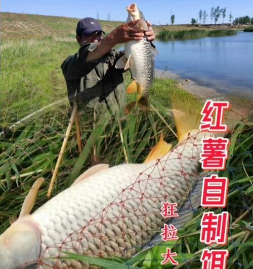 如何选择适合野钓的饵料？掌握哪些钓鱼技巧能提高成功率？  第1张