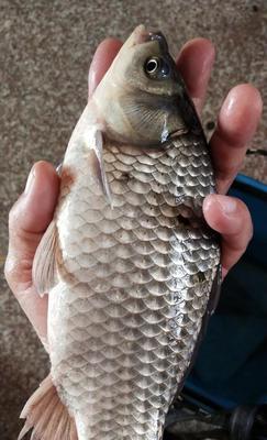 如何使用钓鱼技巧野钓鲤鱼配方？野钓鲤鱼时常见的问题有哪些？  第3张