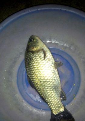 如何选择适合野钓鲤鱼的线组？野钓鲤鱼时常见的线组问题有哪些？  第2张