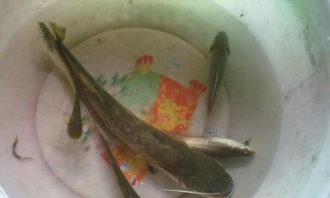 野钓鲶鱼的秘诀是什么？如何制作有效的钓鱼配方？  第1张
