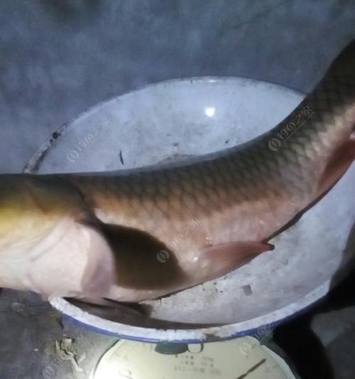 如何巧妙搭配饵料野钓轻口鲫鱼？野钓时哪些技巧最有效？  第1张