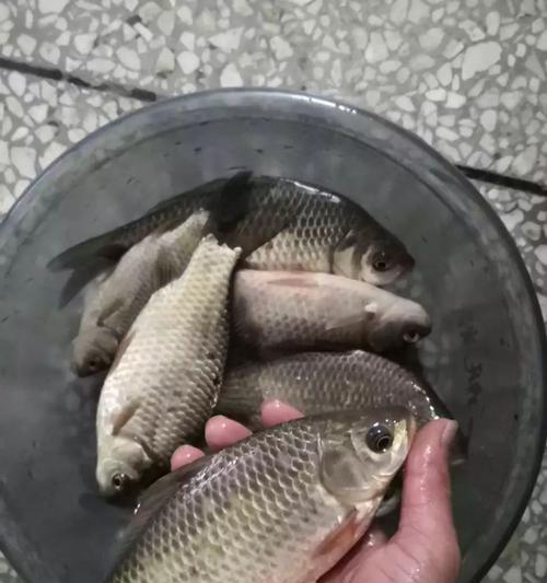野钓轻口鲫鱼时饵料如何搭配效果最佳？  第1张