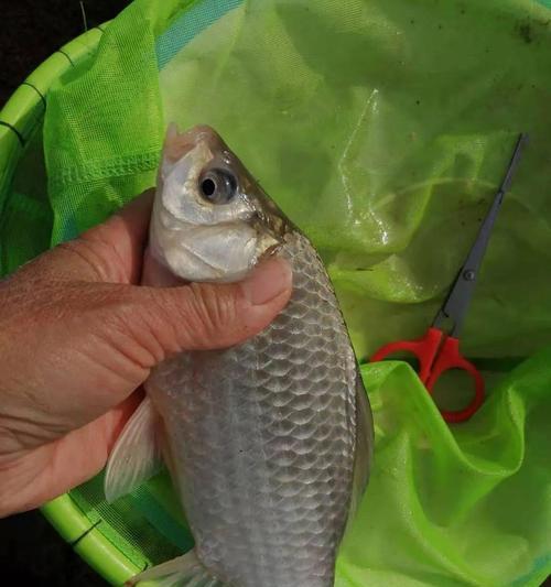 野钓轻口鲫鱼时饵料如何搭配效果最佳？  第3张