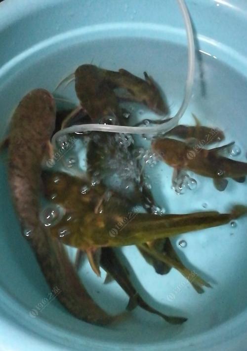 夜钓时如何选择最佳钓位？掌握这些钓鱼技巧了吗？  第3张