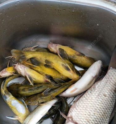 钓汪刺鱼时最有效的饵料是什么？如何选择合适的饵料？  第2张