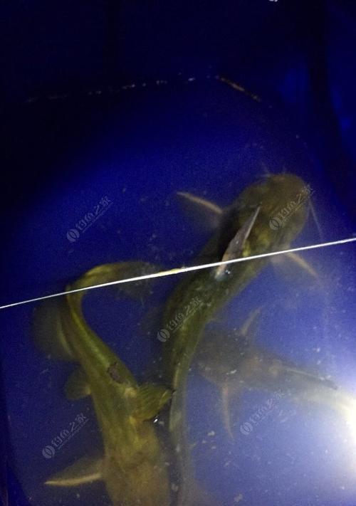 钓汪刺鱼时最有效的饵料是什么？如何选择合适的饵料？  第3张