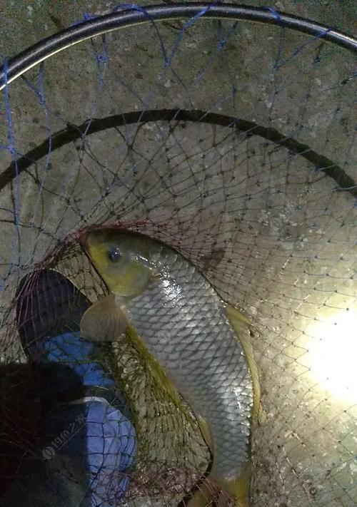 钓鱼技巧用什么饵料好用？如何根据鱼种选择最佳饵料？  第1张