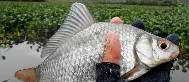 钓鱼技巧用什么饵料好用？如何根据鱼种选择最佳饵料？  第2张