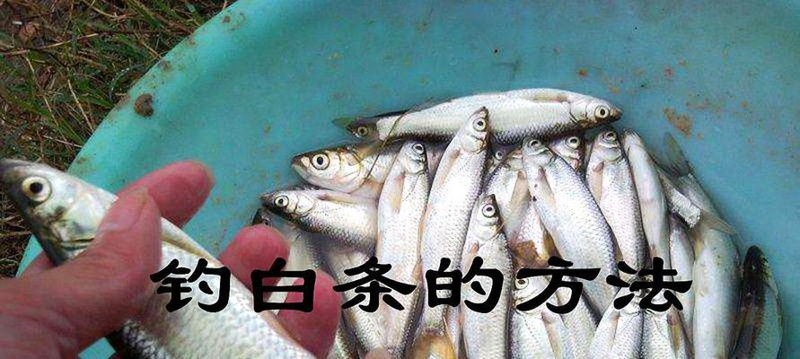 钓鱼技巧用什么饵料好用？如何根据鱼种选择最佳饵料？  第3张