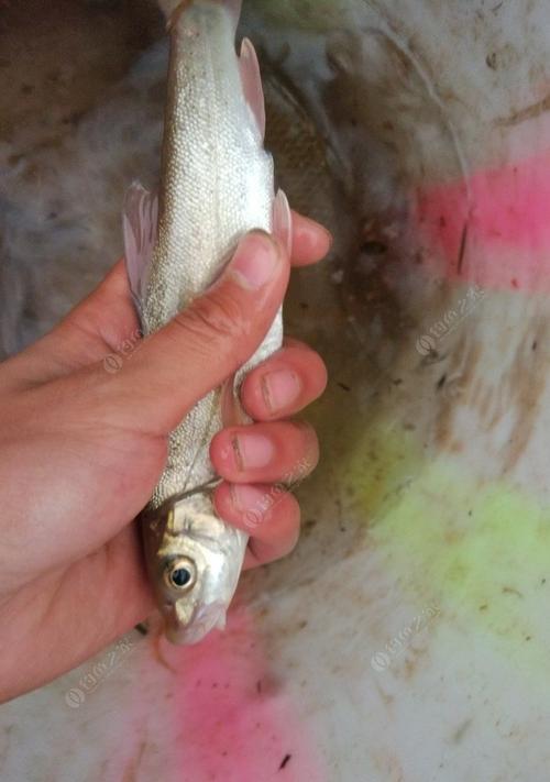 钓鱼技巧用什么饵料最好呢？如何根据鱼种选择合适的饵料？  第2张