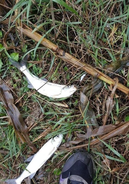 如何有效结合钓鱼技巧和诱钓方法？  第2张