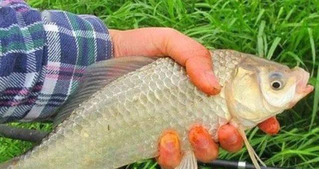 钓鱼时鱼饵是否需要触地？地面鱼饵的正确使用方法是什么？  第2张