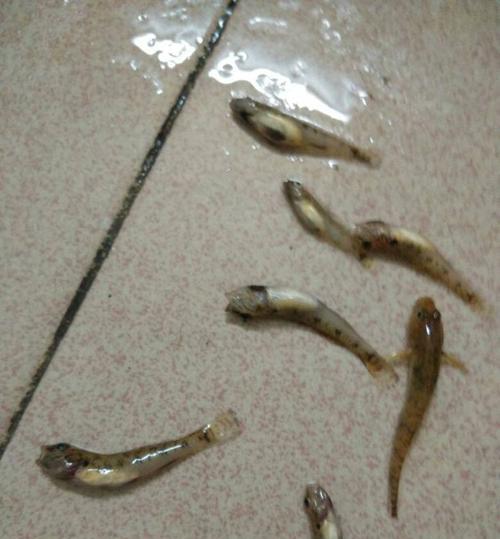 钓鱼技巧鱼饵怎么弄？自制鱼饵的正确方法是什么？  第2张