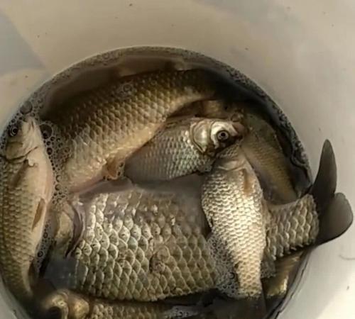 钓鱼时鱼会试探人吗？如何应对鱼的试探行为？  第3张