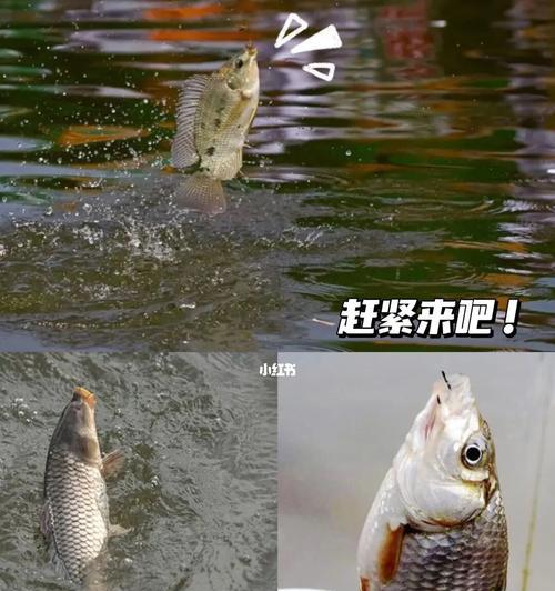 钓鱼技巧：鱼是如何寻找食物的？有效方法有哪些？  第1张