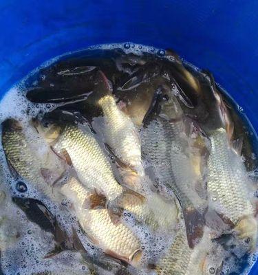 钓鱼技巧：鱼是如何寻找食物的？有效方法有哪些？  第2张
