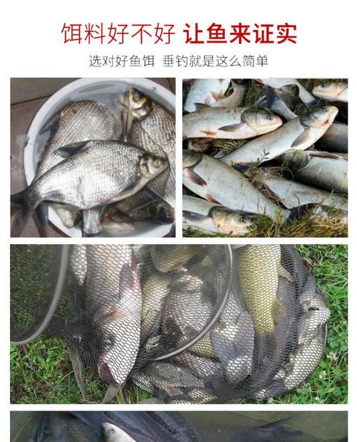钓鱼技巧与饵料配方讲解？如何提升钓鱼成功率？  第1张