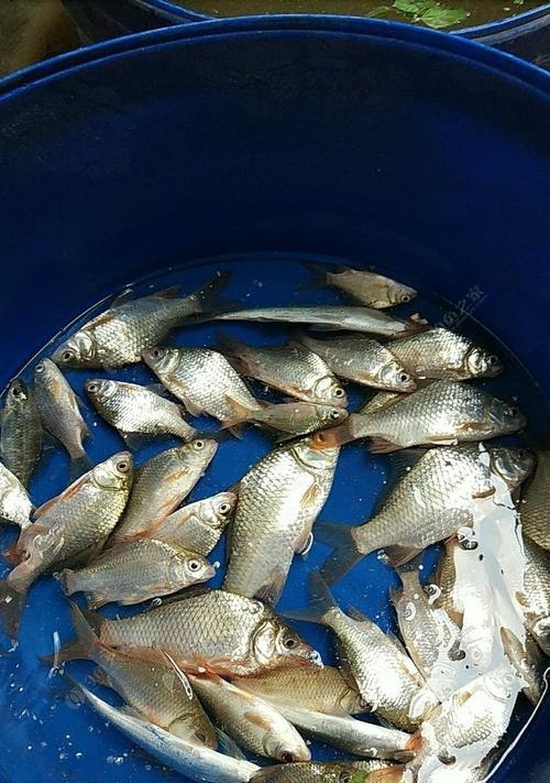 如何自制钓鱼饵料？哪些技巧能提高钓鱼成功率？  第2张