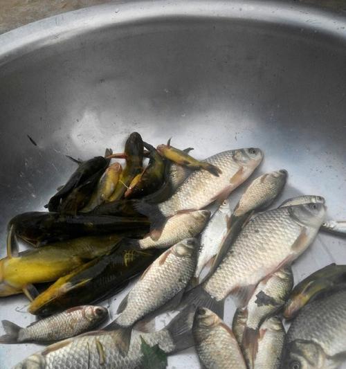 如何自制钓鱼饵料？哪些技巧能提高钓鱼成功率？  第3张