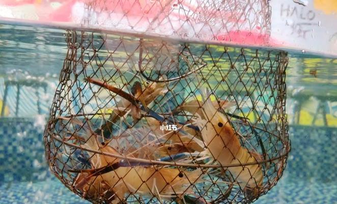 钓鱼技巧怎么钓虾？虾类垂钓的正确方法是什么？  第2张