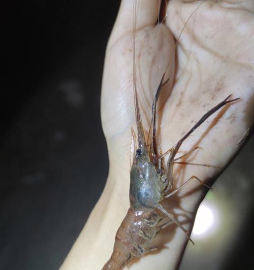 钓鱼技巧怎么钓虾？虾类垂钓的正确方法是什么？  第1张