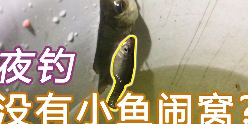 如何有效防止小鱼闹窝？掌握这些钓鱼技巧！  第1张