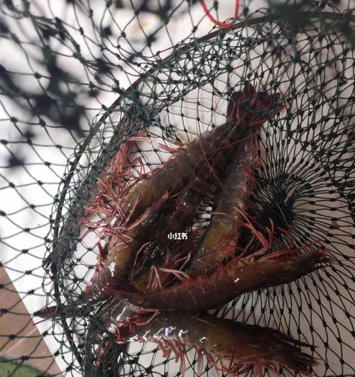 怎样使用钓鱼技巧钓虾？有哪些有效的方法？  第1张